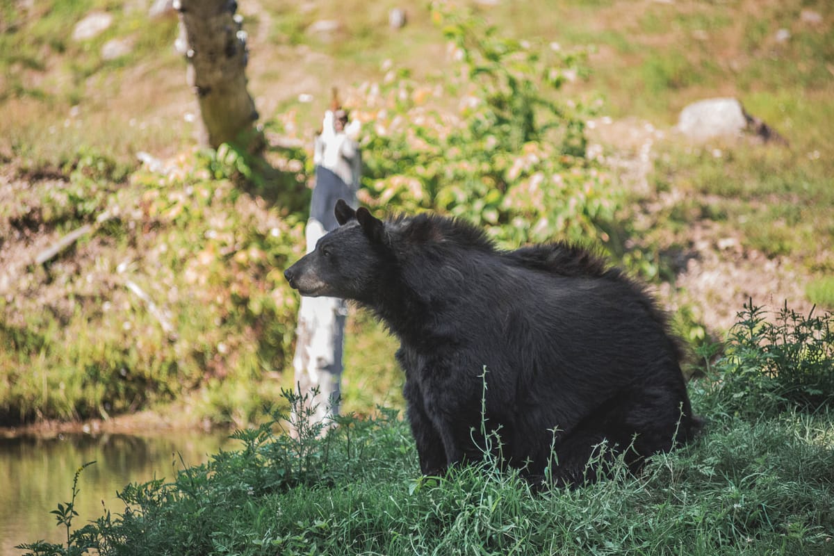 Photograph by Jp Valery in August 2019