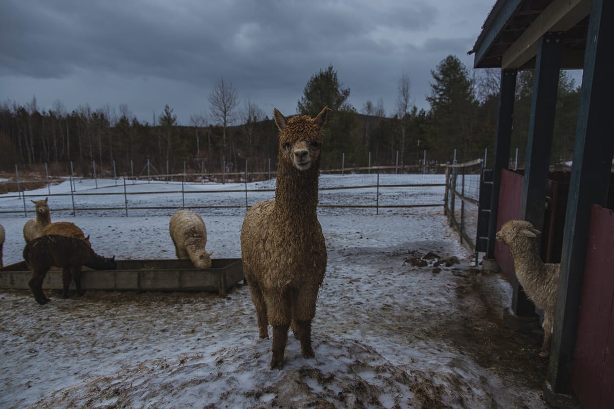 Photograph by Jp Valery in February 2018