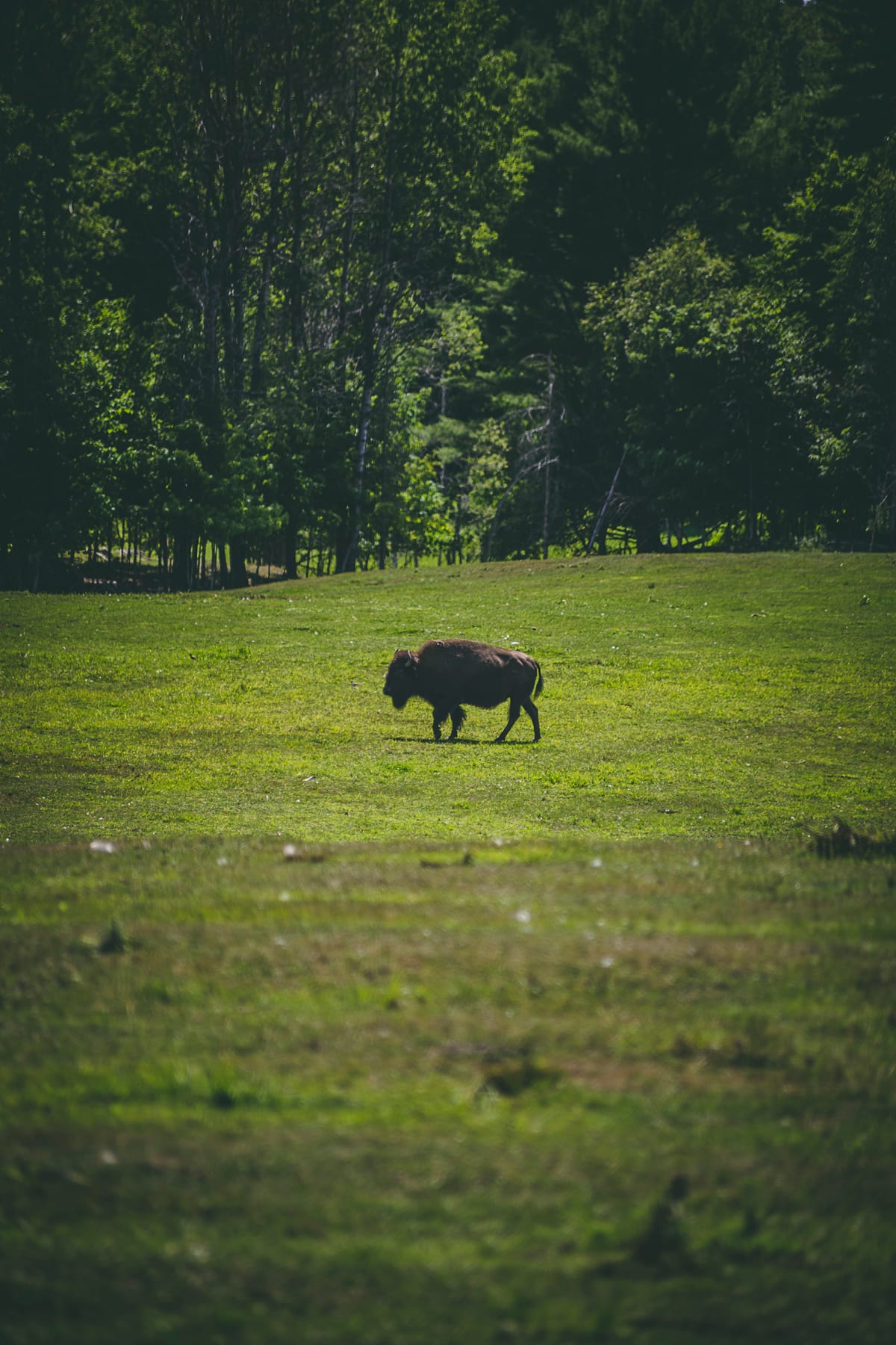 Photograph by Jp Valery in August 2019