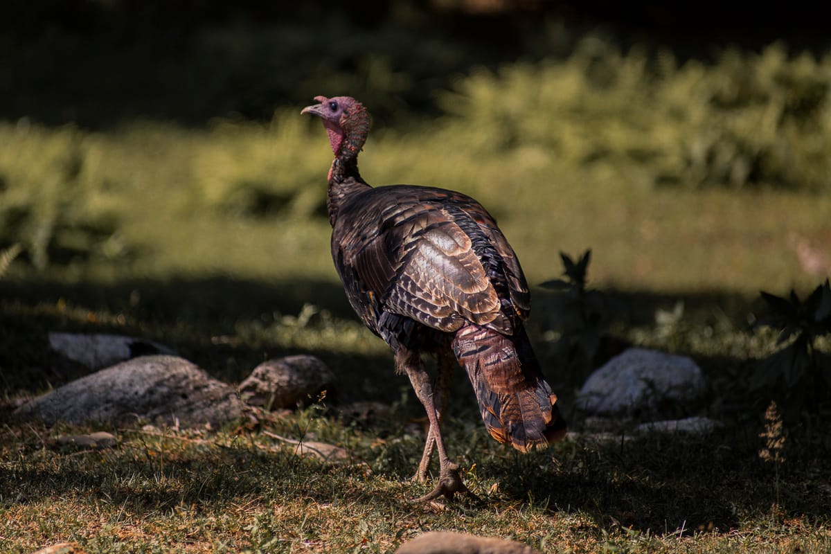 Photograph by Jp Valery in August 2019