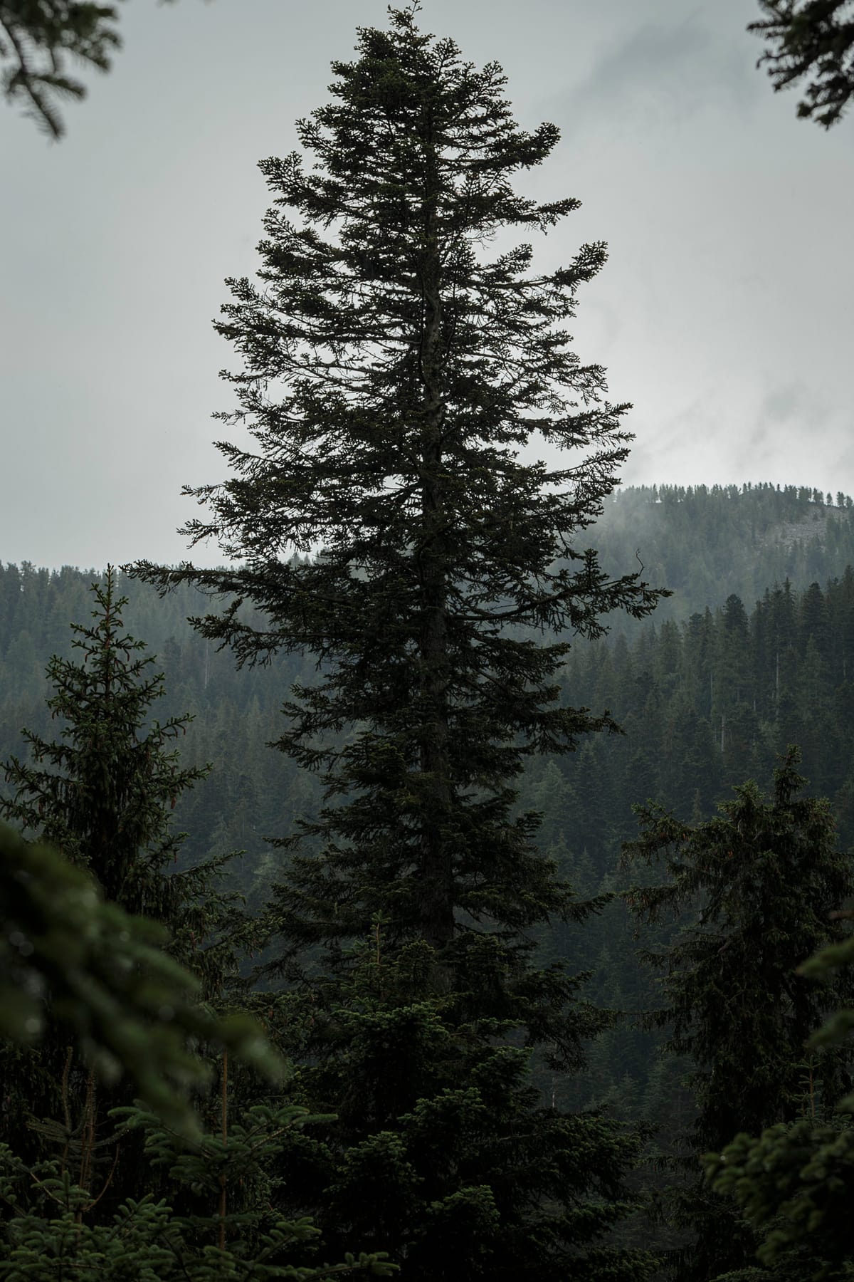Photograph by Jp Valery in June 2018